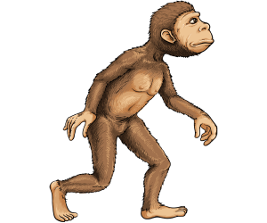 El primer homínid bípede, Australopithecus Joc