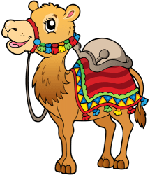 Dromedari, el camell aràbic té una gepa Joc