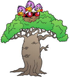 Baobab, arbre de l'Àfrica, Àsia i Austràlia Joc